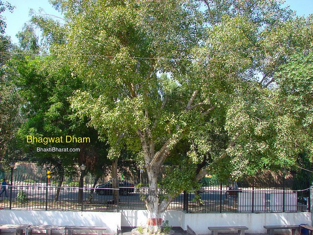 Peepal Tree in Bhagwat Dham Peepal Tree in Bhagwat Dham