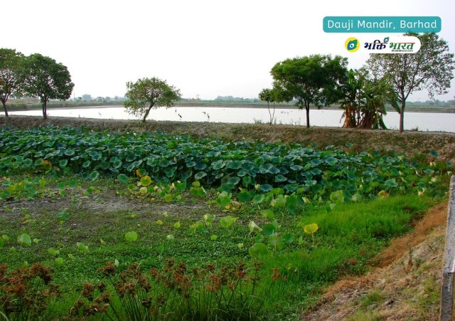 Lotus Pond Lotus Pond