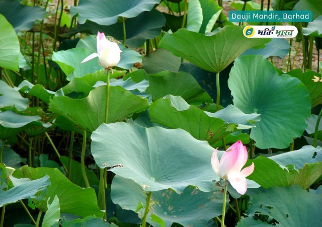 Lotus Pond Lotus Pond