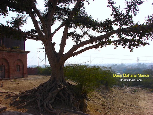 Large Peepal tree, back side of the temple Large Peepal tree, back side of the temple