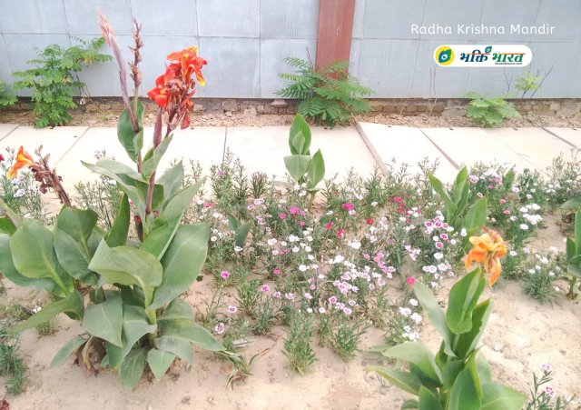 Colorful flowers blooming with the grace of GOD, nature is more close to divine power. Greenery providers our happiness and peace. Colorful flowers blooming with the grace of GOD, nature is more close to divine power. Greenery providers our happiness and peace.