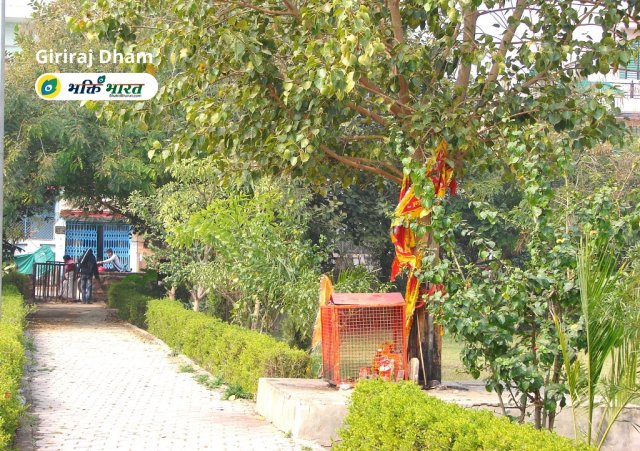 Park, Peepal Tree, Green Area Park, Peepal Tree, Green Area