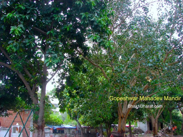 Banyan(वट वृक्ष, बरगद) Tree and Large Peepal Tree in temple park area Banyan(वट वृक्ष, बरगद) Tree and Large Peepal Tree in temple park area