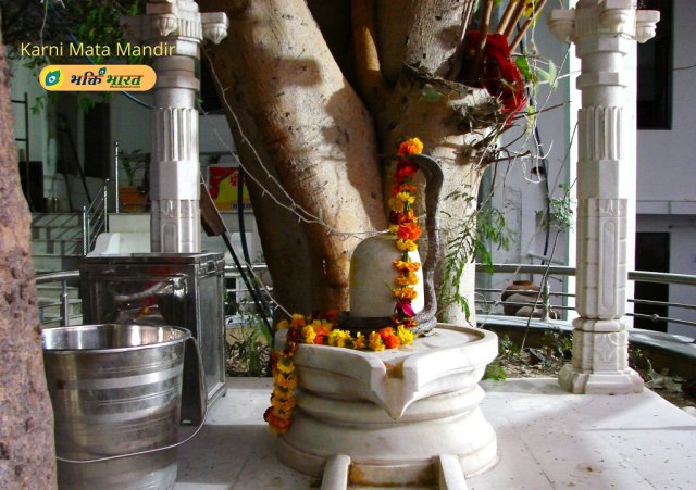 Shivling under Peepal tree Shivling under Peepal tree