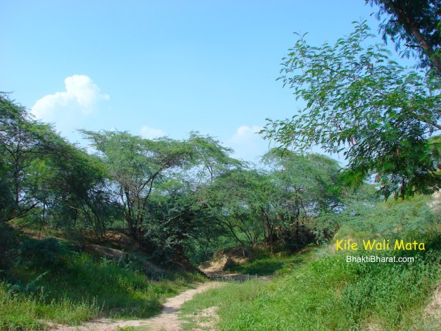 Beautiful Green View