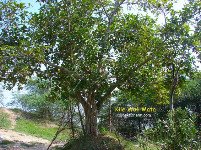 Banyan Tree(वट वृक्ष, बरगद)