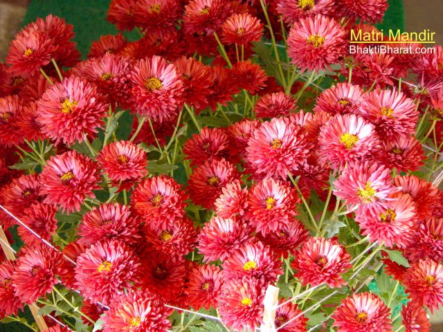 Beautiful green area with aligned rows of flower plants marigold, plantation of the campus is similar as 