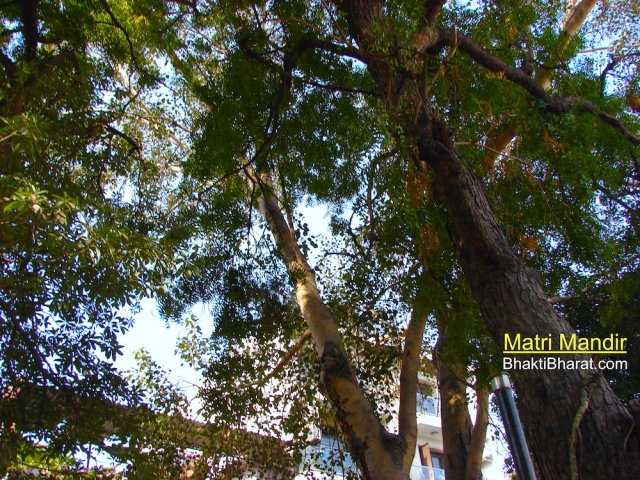 This picture shows, the temple is surrounded with greenery like Peepal tree, Neem Tree, Banyan Tree with many more others.