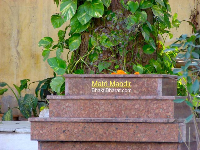 Holy Shyama Tulsi plant, most spiritual plant from Hinduism. Having money plant with the support of tree.