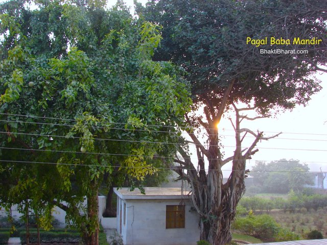 Left side of temple towards entering main prayer hall, there are few green area covered with bail trees Left side of temple towards entering main prayer hall, there are few green area covered with bail trees