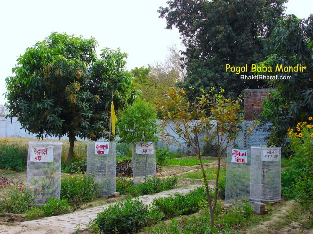 One un-common thing about this temple is having a no of tree and plants which are rarely find in other temples like elaichi, kalpavriksh, laung tree, rudraksha, chandan tree and red chandan.