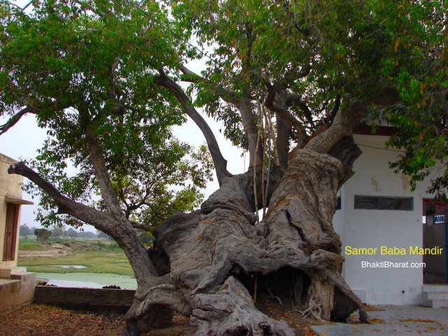 An extra ordinary shaped Jamun(जामुन, jambul, jaman, black plum or Indian blackberry) tree is always present with Shiv Temple. As per local community of people, this jamun tree is home of Naag Devta as the sevak of this holy place. An extra ordinary shaped Jamun(जामुन, jambul, jaman, black plum or Indian blackberry) tree is always present with Shiv Temple. As per local community of people, this jamun tree is home of Naag Devta as the sevak of this holy place.