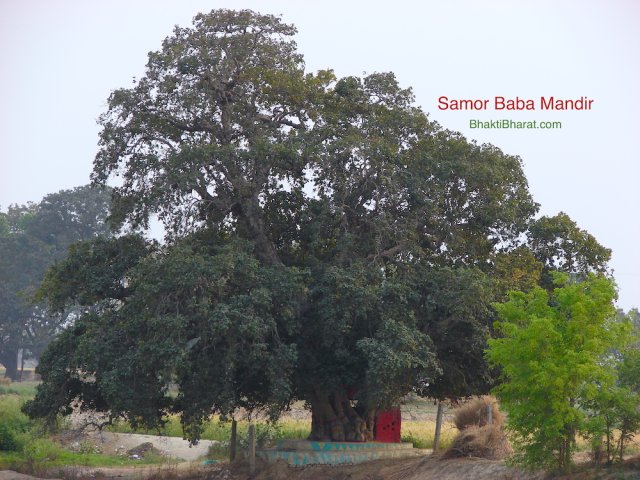 A huge banyan tree near temple. As per Hindu calendar, in the month of Sawan a large mela organised by devotees. A huge banyan tree near temple. As per Hindu calendar, in the month of Sawan a large mela organised by devotees.