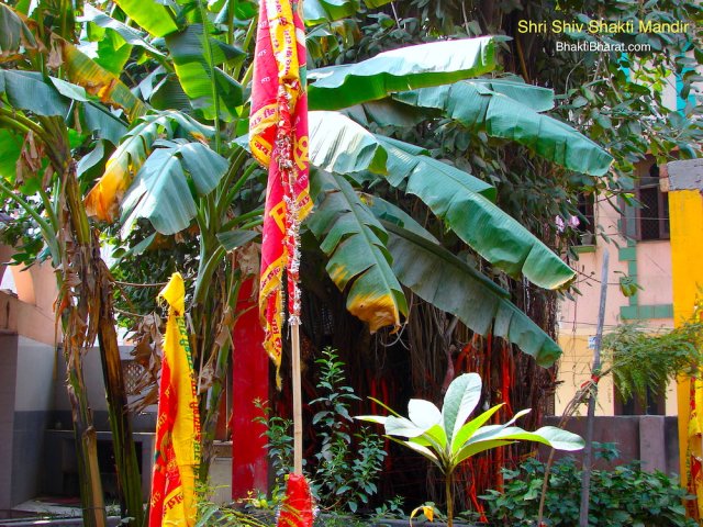 Greenery with Holy Banana Tree in temple premises Greenery with Holy Banana Tree in temple premises
