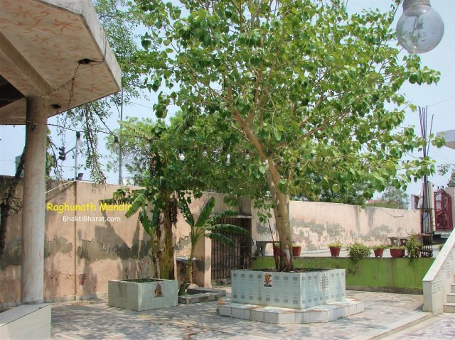 Pipal and Banana Tree in Shri Raghunath Mandir