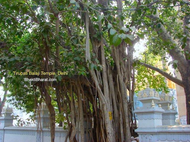 A outside view with Banyan Tree