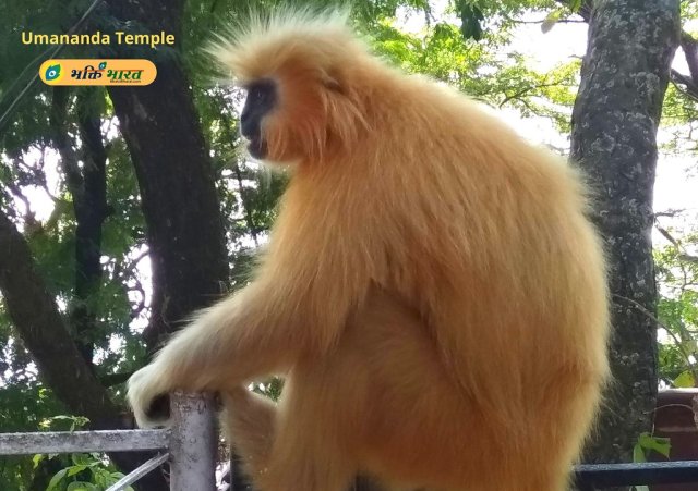 गोल्डन लंगूर गोल्डन लंगूर