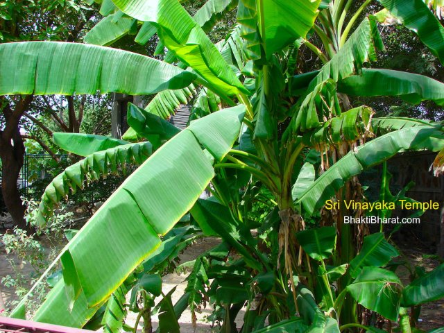 A full left side view with the bright shine of noon sun light and clear sky. A full left side view with the bright shine of noon sun light and clear sky.