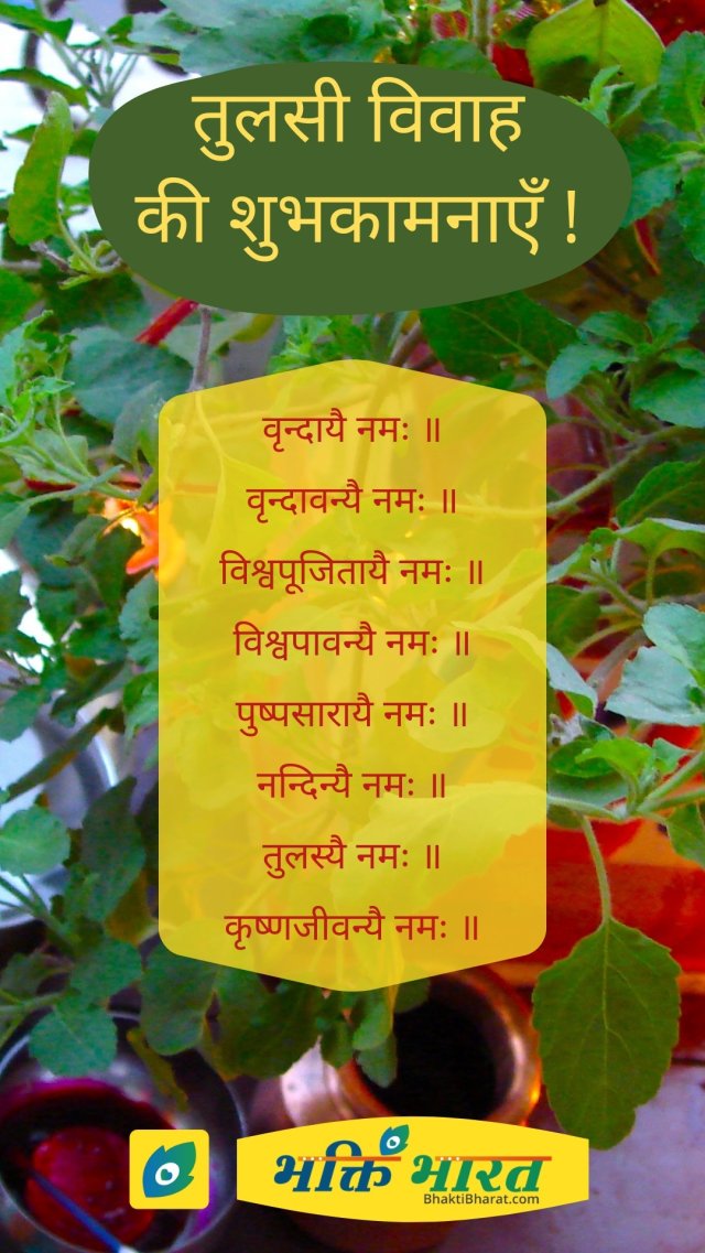 Tulsi Vivah Wishes | 8 Tulsi  Names Tulsi Vivah Wishes | 8 Tulsi  Names